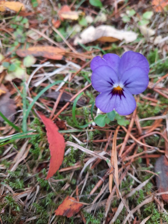 Mitä tänään koulussa opit, kuva